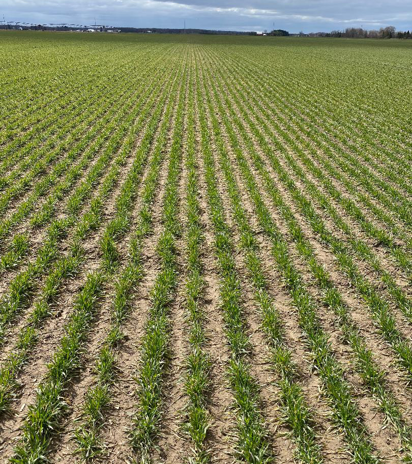 Green wheat emerging from a large field with the blue sky in the background.
